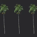 Tall Palm Trees With Lush Green Leaves And Ripe Fruits Isolated On Black Background