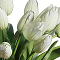 White Tulips in Transparent Green Vase with Green Stems and Water