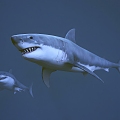 Modern Shark Great White Shark 3d model