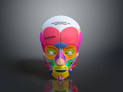 Medical Head Face Anatomical Model With Colored Muscle Structure For Educational Training 3d model