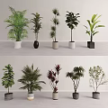 Assorted Indoor Potted Leafy Plants in Different Decorative Pots for Home Decor 3d model