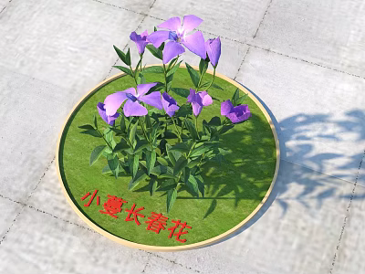 Small Creeping Periwinkle Flowers With Purple Blooms On Round Green Mat 3d model
