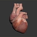 Modern Heart Human Heart Heart Anatomy 3d model