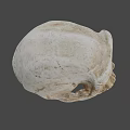 Ancient Human Skull Displayed Against Blue Background With Detailed Bone Structure