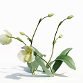 Elegant White Orchids with Fresh Green Leaves and Unopened Flower Buds in Natural Botanical