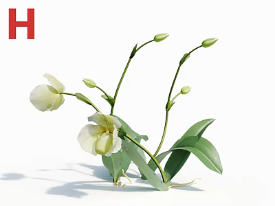 Elegant White Orchids with Fresh Green Leaves and Unopened Flower Buds in Natural Botanical 3d model