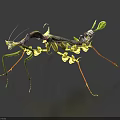 Leaf Mantis Flying Insect With Green Purple Body And Leaf Like Structure On Dark Background