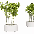 Green Leafy Bonsai Potted Plants in White Ceramic Planters with Lush Foliage and Slender Stems