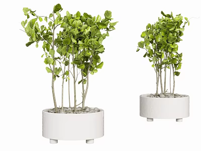 Green Leafy Bonsai Potted Plants in White Ceramic Planters with Lush Foliage and Slender Stems 3d model