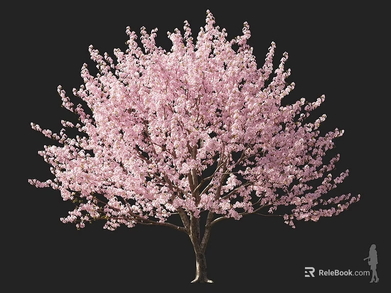 Lush Pink Flowering Tree With Abundant Blossoms And Human Figure Isolated On Black Background 3d model 
