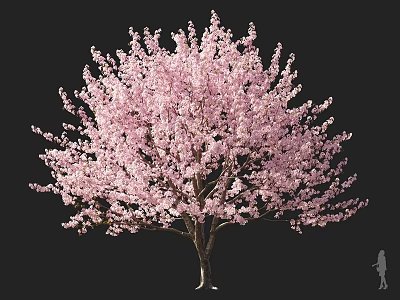Lush Pink Flowering Tree With Abundant Blossoms And Human Figure Isolated On Black Background 3d model