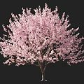 Lush Pink Flowering Tree With Abundant Blossoms And Human Figure Isolated On Black Background