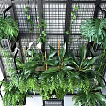 Lush Green Bonsai and Potted Plants With Hanging Foliage on Metal Grid Shelves