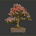 Bonsai Tree With Pink Flowers In Square Light Brown Pot Against Gray Background