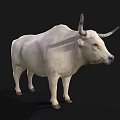 White Horned Bull Standing On Black Background With Realistic Details