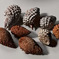 Assorted Natural Pine Cones in Different Colors Shapes and Textured Surfaces