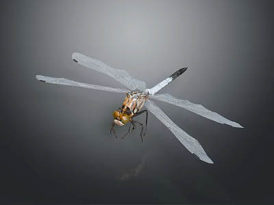 Dragonfly With Transparent Wings Yellow Head And Black White Body On Gray Background 3d model
