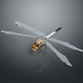 Dragonfly With Transparent Wings Yellow Head And Black White Body On Gray Background