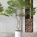 Indoor Bonsai Plants In White Pots With Green Foliage And Striped Wall Background
