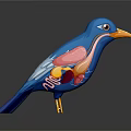 Blue Bird Anatomical Model Showing Detailed Internal Organs Structure For Scientific Education