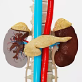 Detailed Anatomical View of Abdominal Organs Including Kidneys Pancreas Spine and Blood Vessels
