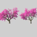 Two Beautiful Trees With Lush Vibrant Pink Blooming Flowers In Garden