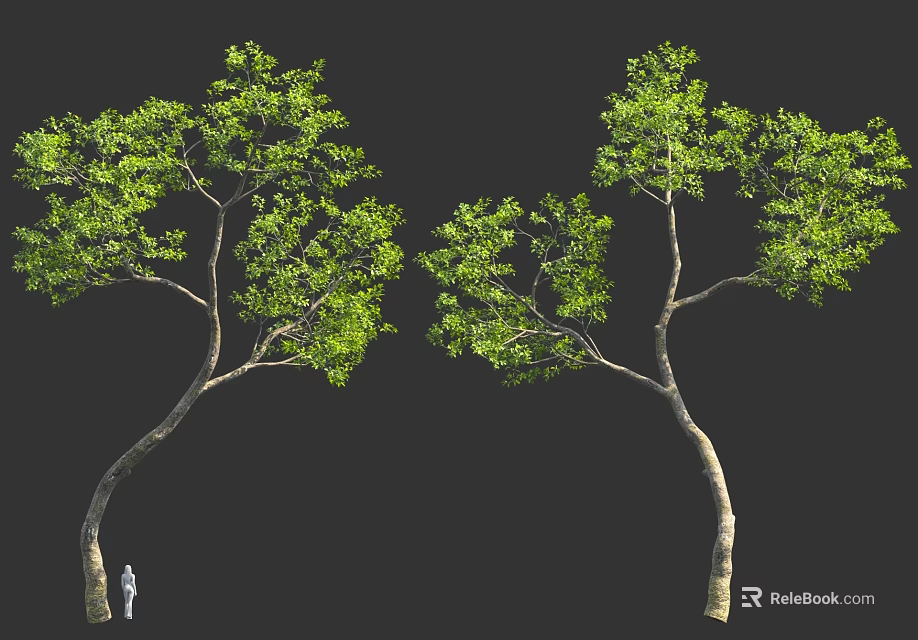 Tall Curved Trees With Green Foliage And Human Figure For Scale 3d model 