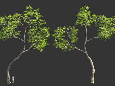 Tall Curved Trees With Green Foliage And Human Figure For Scale 3d model