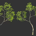 Tall Curved Trees With Green Foliage And Human Figure For Scale