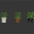 Three Potted Green Plants With Different Colored Pots On Shiny Reflective Surface