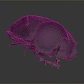 Realistic Black Beetle With Textured Shell And Segmented Legs On Dark Background 3d model