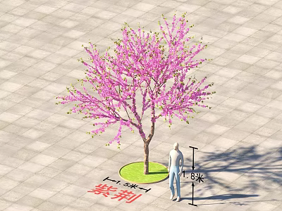 8 Meter Tall Pink Flowering Bauhinia Arbor With Person Standing On Lawn 3d model