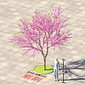 8 Meter Tall Pink Flowering Bauhinia Arbor With Person Standing On Lawn