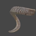 Detailed Ram Horn With Spiral Shape And Natural Texture Close Up