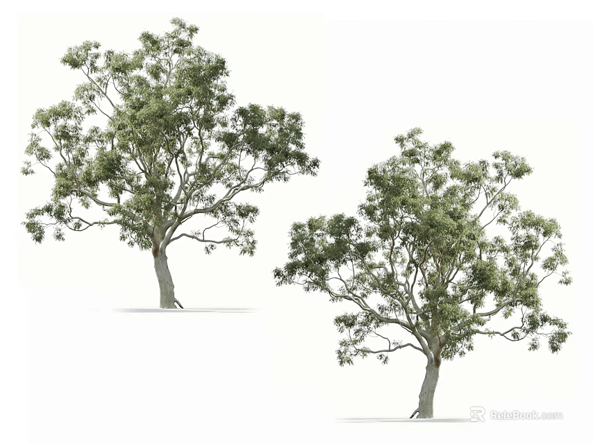 Two Tall Lush Arbor Trees With Green Foliage And Sturdy Trunk Structure 3d model 