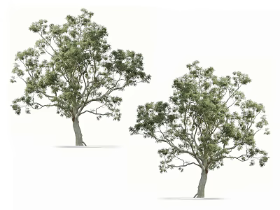 Two Tall Lush Arbor Trees With Green Foliage And Sturdy Trunk Structure 3d model
