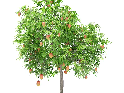 Lush Arbor With Green Leaves And Ripe Mango Fruits Growing On Branches 3d model