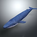 Blue Whale Large Aquatic Mammal Swimming Gracefully With Blue Skin In Ocean