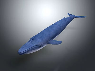 Blue Whale Large Aquatic Mammal Swimming Gracefully With Blue Skin In Ocean 3d model Blue Whale Large Aquatic Mammal Swimming Gracefully With Blue Skin In Ocean 3d model