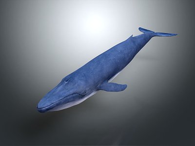 modern whale blue whale cartoon whale mammal 3d model