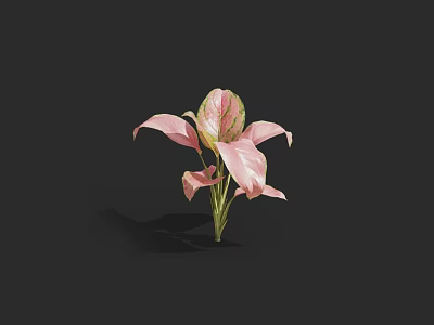 Beautiful Pink and White Flowers with Green Leaves on Black Background 3d model