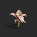 Beautiful Pink and White Flowers with Green Leaves on Black Background