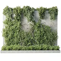 Lush Green Vertical Garden Feature with Plant Covered Wall and Low Shrubs on Concrete Base