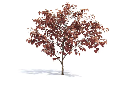 Single Deciduous Arbor With Vibrant Red Brown Leaves And Slender Trunk 3d model