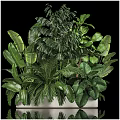 Lush Bonsai Plant Collection With Various Green Leaves And Decorative Pot