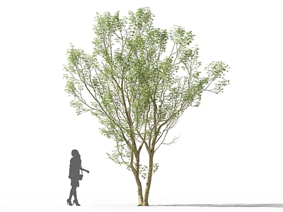 Tall Arbor Tree With Green Foliage And Double Trunk Beside Woman Silhouette 3d model