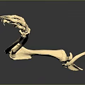 Detailed Animal Limb Skeleton Model With Paw Structure And Anatomical Features