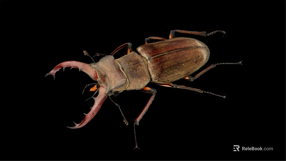 Stag Beetle With Large Curved Mandibles On Black Background Close Up View 3d model 