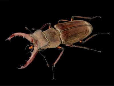 Stag Beetle With Large Curved Mandibles On Black Background Close Up View 3d model