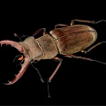 Stag Beetle With Large Curved Mandibles On Black Background Close Up View